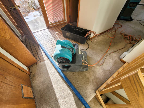 Best Mold removal after water damage  in Parkers Prairie, MN